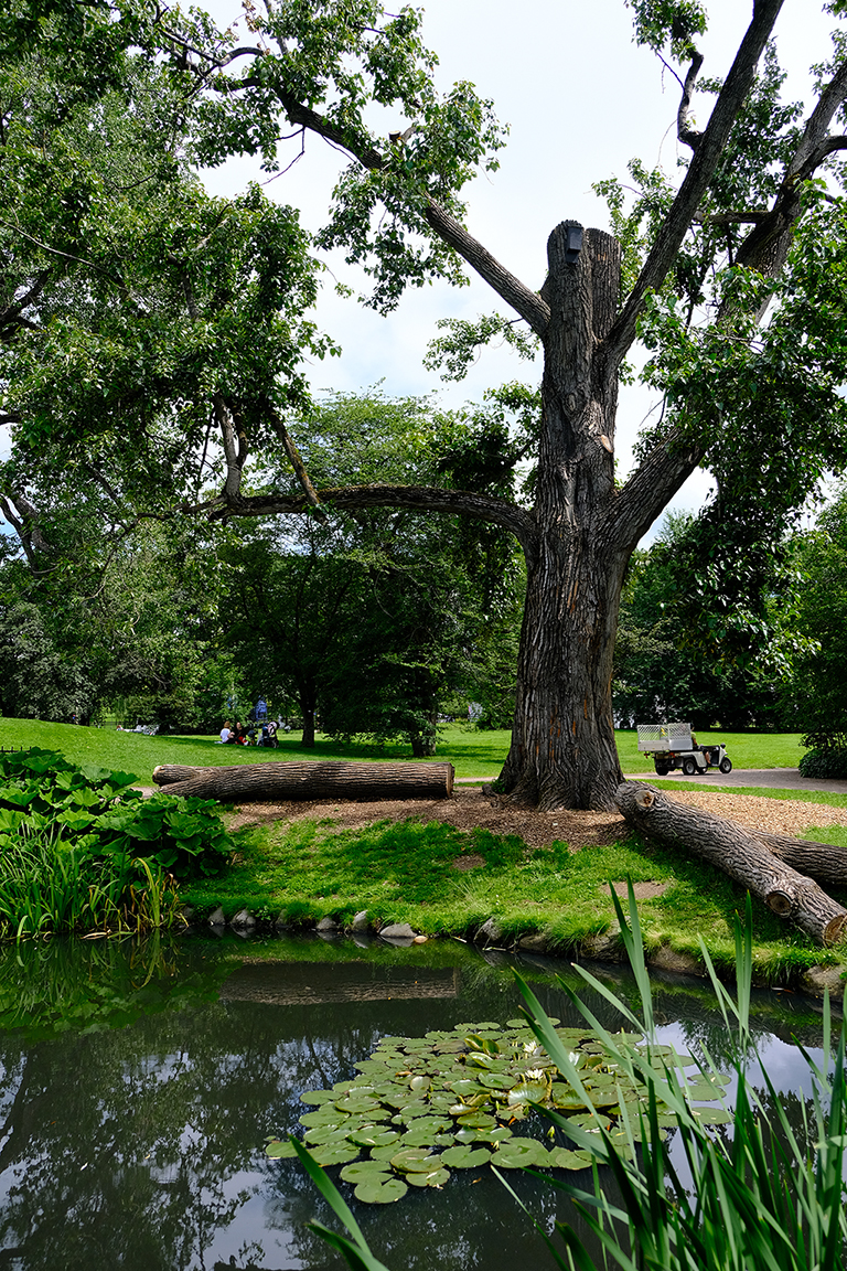 Tree with cutted branches